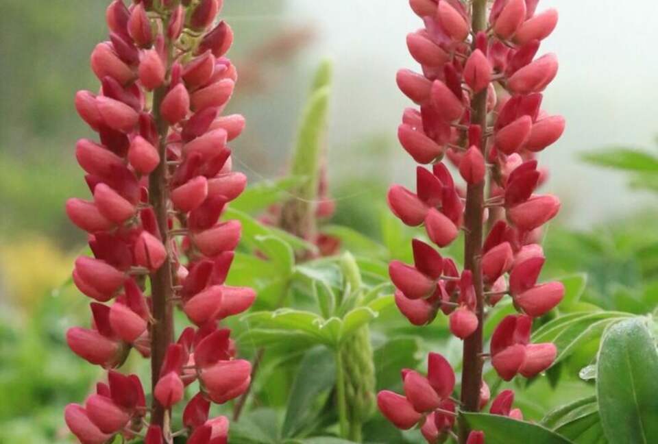 NewTree Ranch | Where Nature Meets Ultra-Luxury - Healdsburg, California