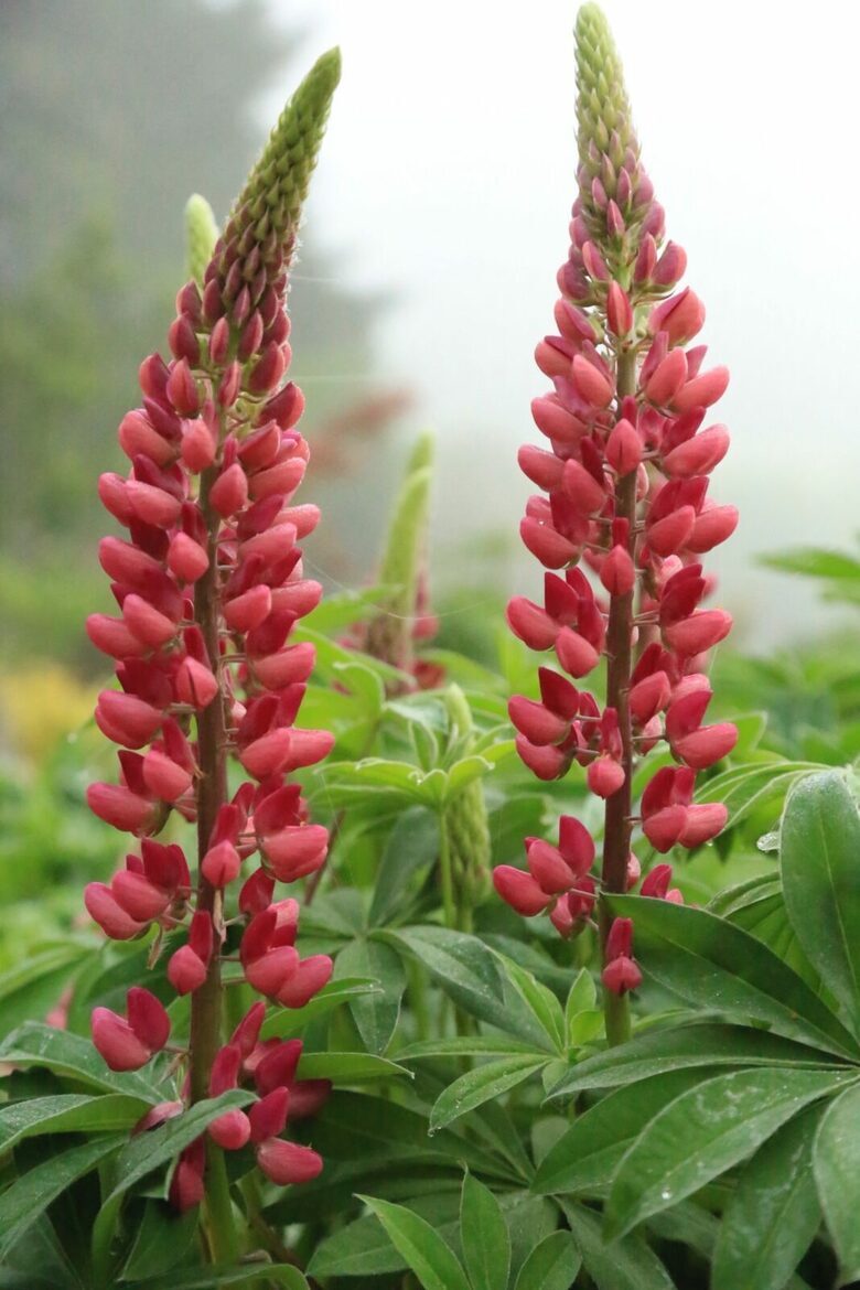 NewTree Ranch | Where Nature Meets Ultra-Luxury - Healdsburg, California