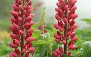 NewTree Ranch | Where Nature Meets Ultra-Luxury - Healdsburg, California