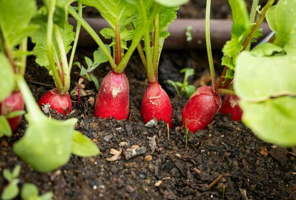 NewTree Ranch | Where Nature Meets Ultra-Luxury - Healdsburg, California