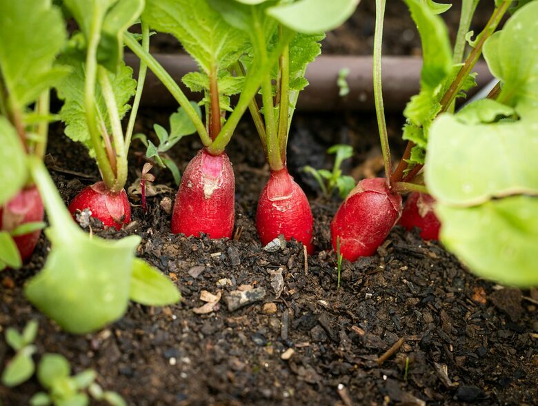 NewTree Ranch | Where Nature Meets Ultra-Luxury - Healdsburg, California