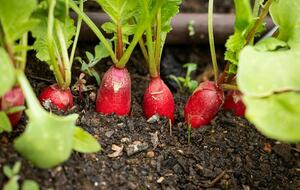 NewTree Ranch | Where Nature Meets Ultra-Luxury - Healdsburg, California