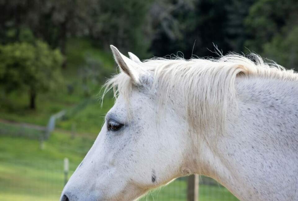 NewTree Ranch | Where Nature Meets Ultra-Luxury - Healdsburg, California