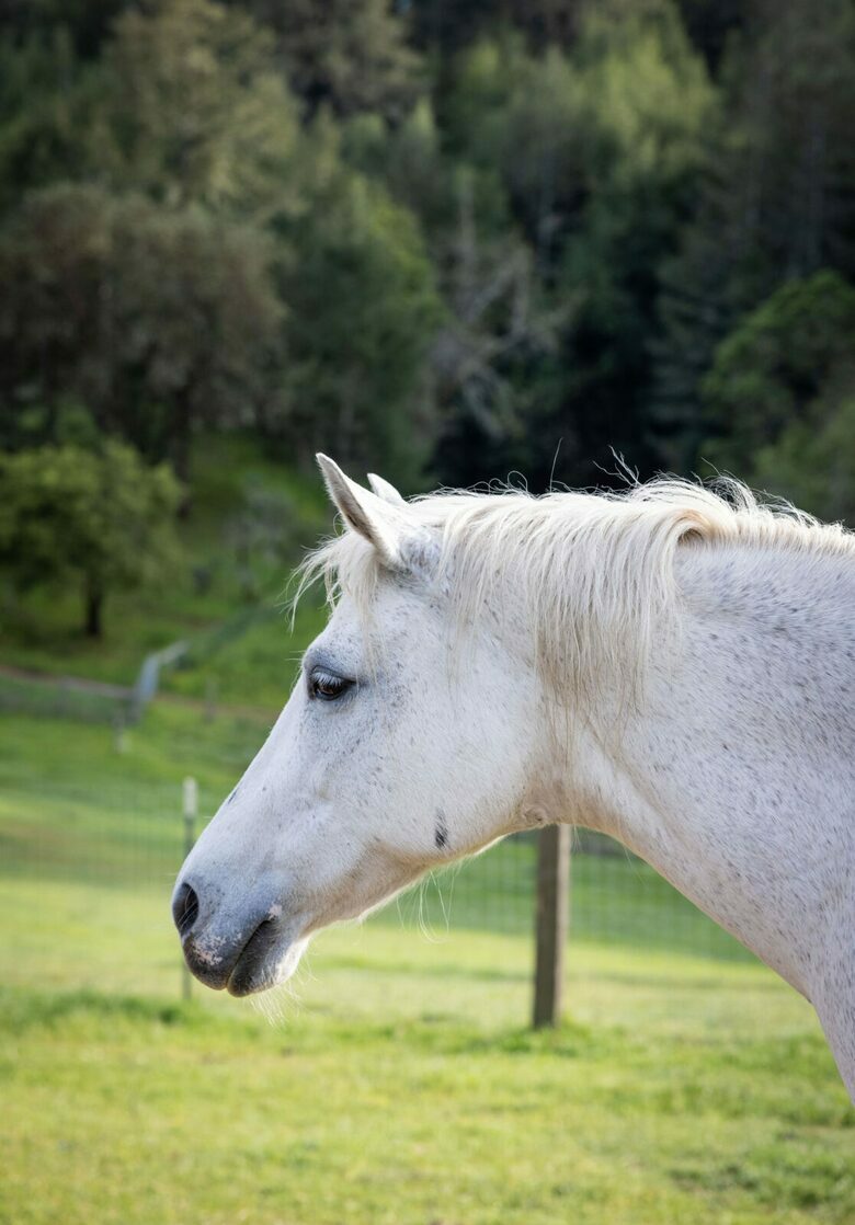 NewTree Ranch | Where Nature Meets Ultra-Luxury - Healdsburg, California