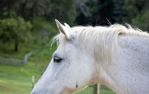NewTree Ranch | Where Nature Meets Ultra-Luxury - Healdsburg, California