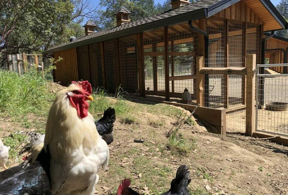 NewTree Ranch | Where Nature Meets Ultra-Luxury - Healdsburg, California