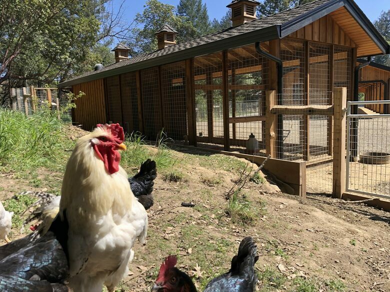 NewTree Ranch | Where Nature Meets Ultra-Luxury - Healdsburg, California