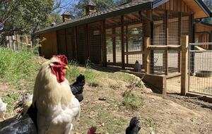 NewTree Ranch | Where Nature Meets Ultra-Luxury - Healdsburg, California