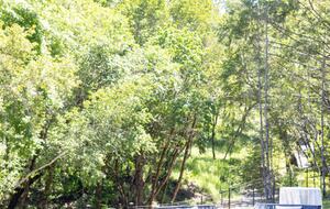 NewTree Ranch | Where Nature Meets Ultra-Luxury - Healdsburg, California