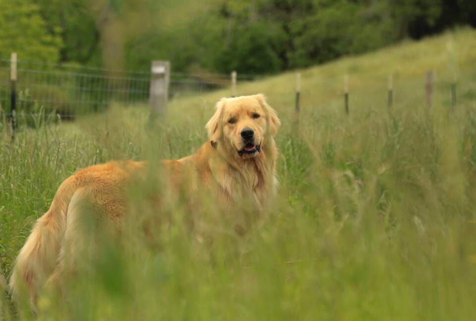 NewTree Ranch | Where Nature Meets Ultra-Luxury - Healdsburg, California