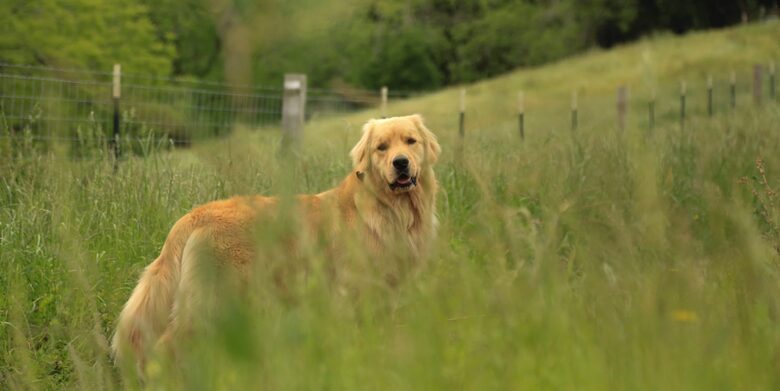 NewTree Ranch | Where Nature Meets Ultra-Luxury - Healdsburg, California