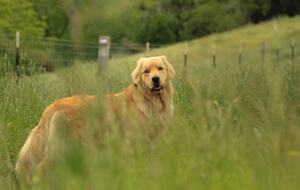 NewTree Ranch | Where Nature Meets Ultra-Luxury - Healdsburg, California