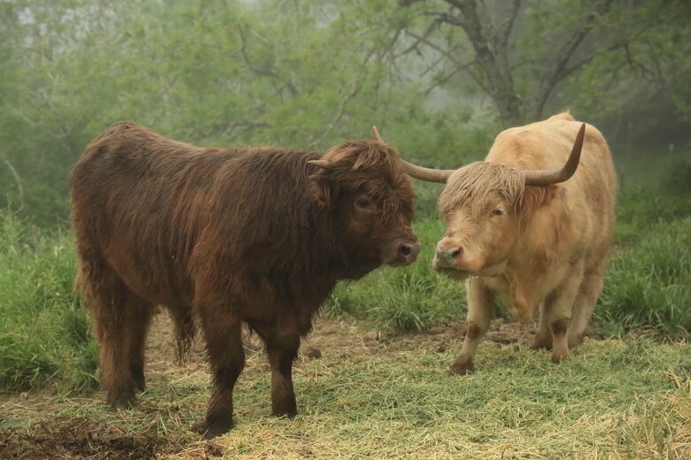 NewTree Ranch | Where Nature Meets Ultra-Luxury - Healdsburg, California