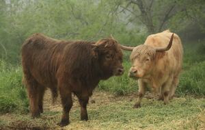 NewTree Ranch | Where Nature Meets Ultra-Luxury - Healdsburg, California