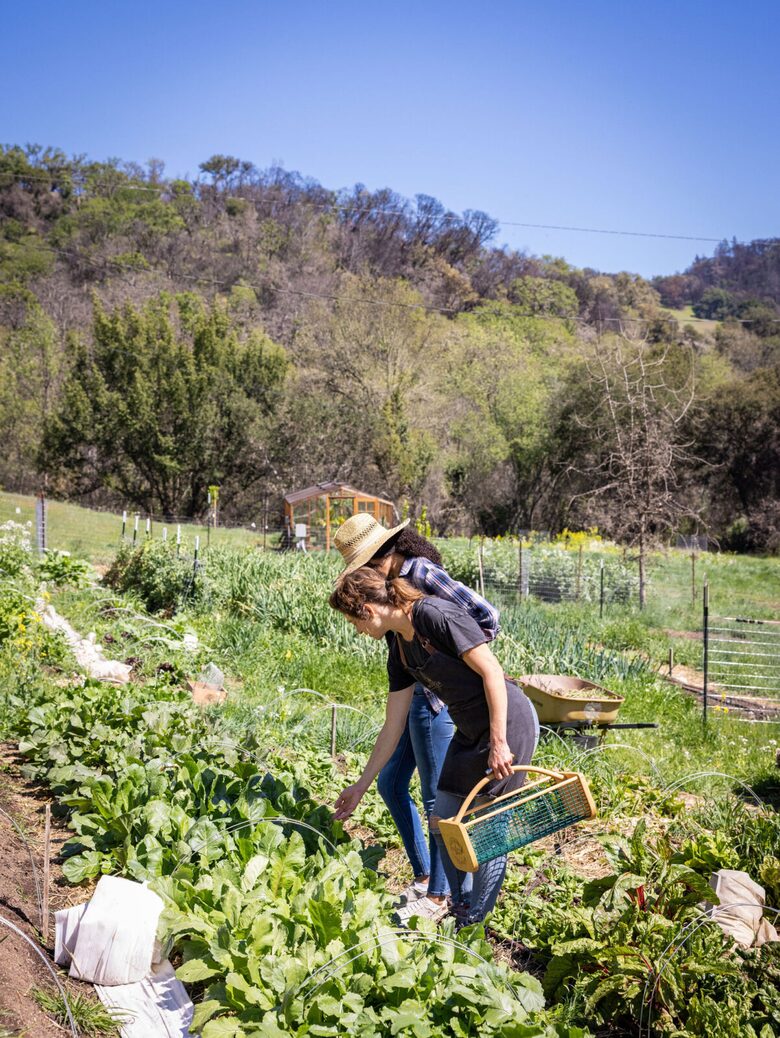 NewTree Ranch | Where Nature Meets Ultra-Luxury - Healdsburg, California