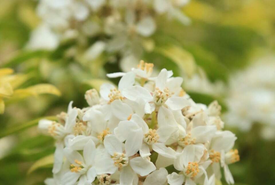 NewTree Ranch | Where Nature Meets Ultra-Luxury - Healdsburg, California