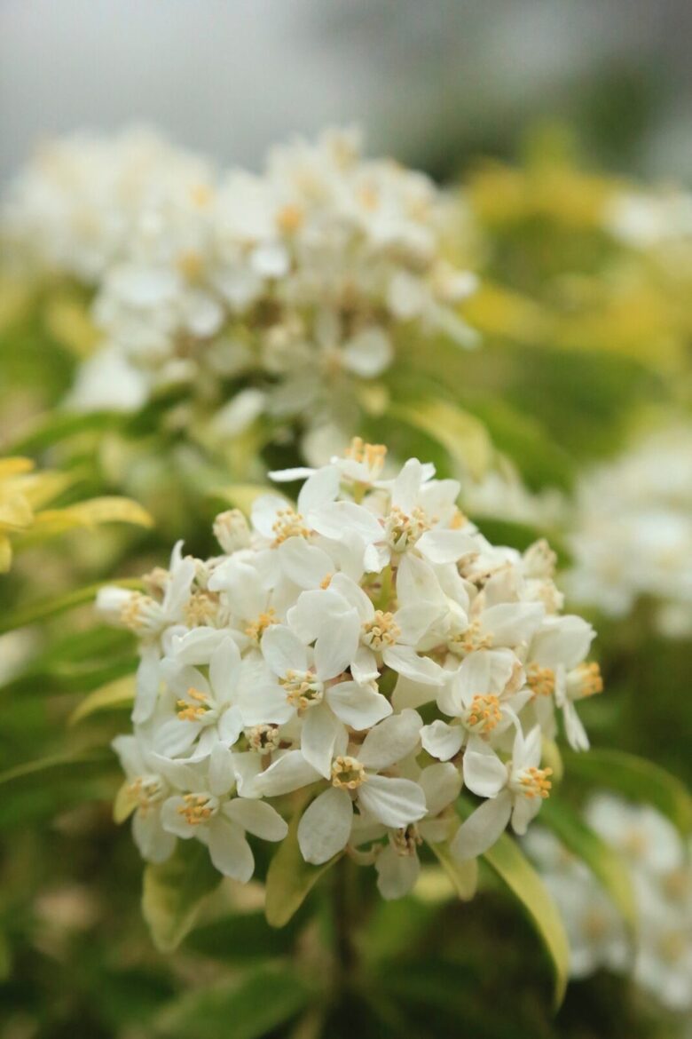 NewTree Ranch | Where Nature Meets Ultra-Luxury - Healdsburg, California