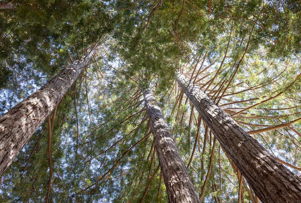 NewTree Ranch | Where Nature Meets Ultra-Luxury - Healdsburg, California