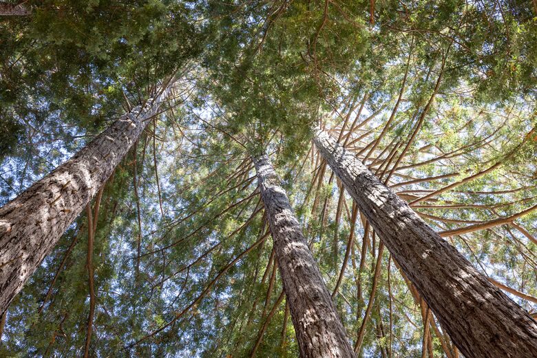 NewTree Ranch | Where Nature Meets Ultra-Luxury - Healdsburg, California