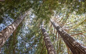 NewTree Ranch | Where Nature Meets Ultra-Luxury - Healdsburg, California