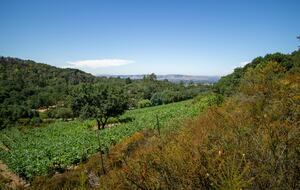 Hilltop Wine Country Estate with Pool & Views - Sonoma, California