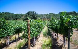 Hilltop Wine Country Estate with Pool & Views - Sonoma, California