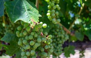 Hilltop Wine Country Estate with Pool & Views - Sonoma, California