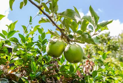 Architectural Elegance in the Heart of Hawthorn - Hawthorn, Australia