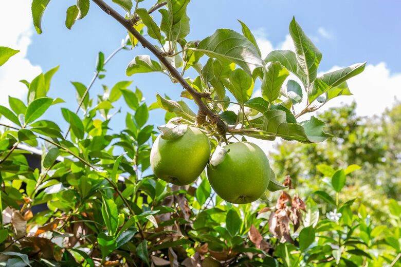Architectural Elegance in the Heart of Hawthorn - Hawthorn, Australia