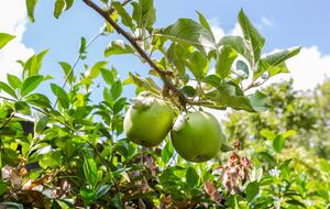 Architectural Elegance in the Heart of Hawthorn - Hawthorn, Australia
