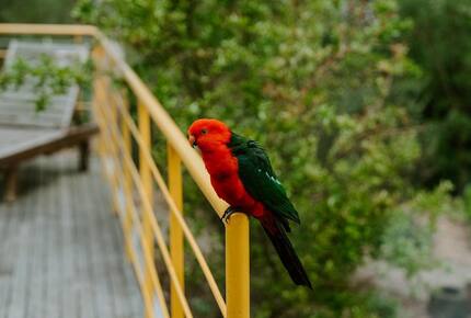 Architect’s Bushland Haven near Shoreham Beach - Shoreham, Australia