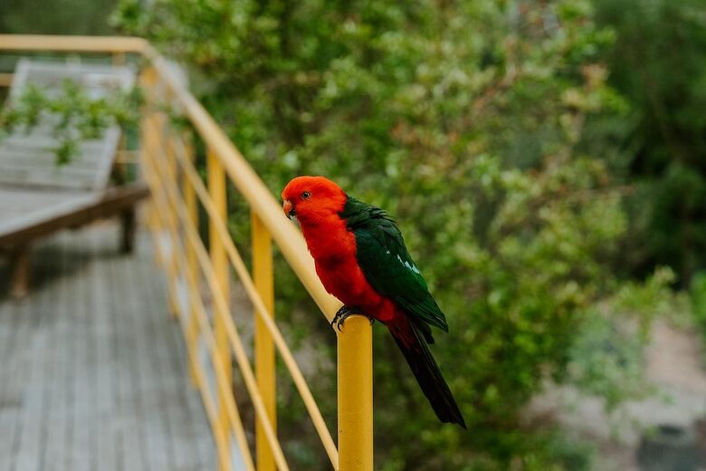 Architect’s Bushland Haven near Shoreham Beach - Shoreham, Australia