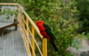 Architect’s Bushland Haven near Shoreham Beach - Shoreham, Australia