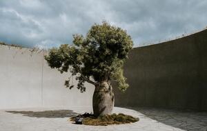 Architect’s Bushland Haven near Shoreham Beach - Shoreham, Australia