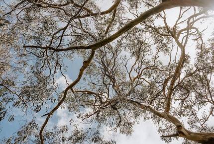 Architect’s Bushland Haven near Shoreham Beach - Shoreham, Australia