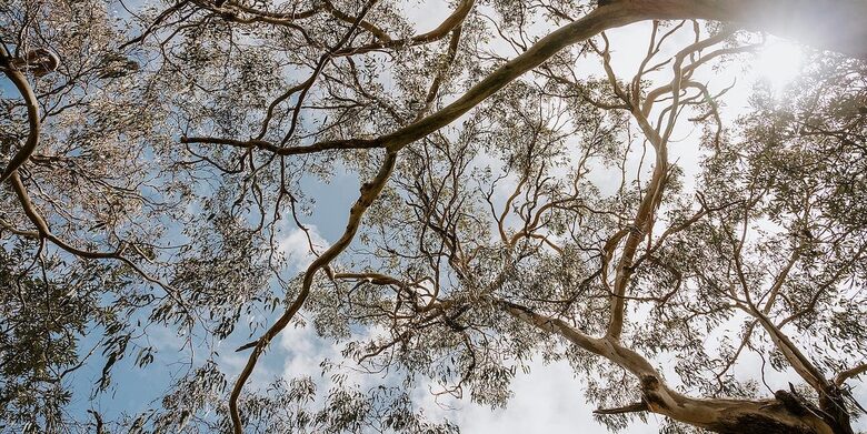 Architect’s Bushland Haven near Shoreham Beach - Shoreham, Australia