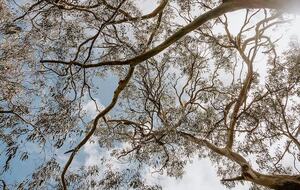 Architect’s Bushland Haven near Shoreham Beach - Shoreham, Australia