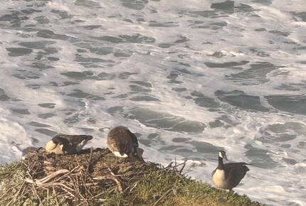 Rocky Waves Ocean Front Luxury Retreat - Brookings, Oregon
