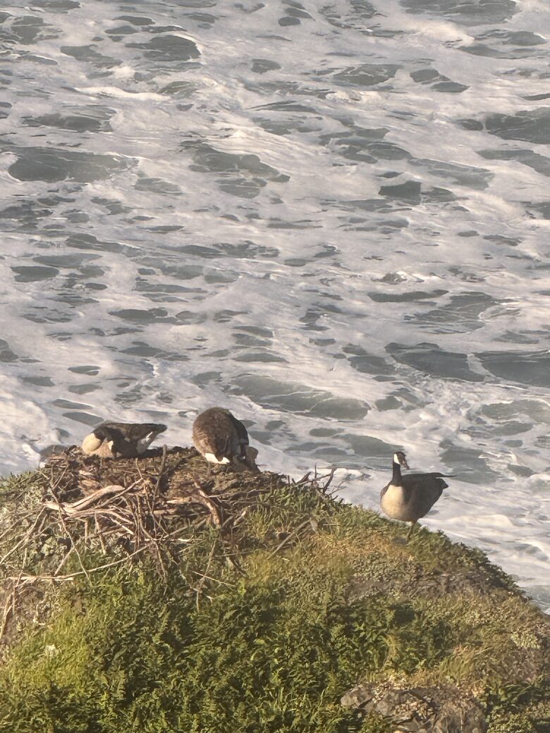 Rocky Waves Ocean Front Luxury Retreat - Brookings, Oregon