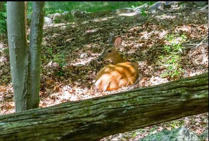 Exquisite Mountain Escape in the Heart of the Shenandoah - McGaheysville, Virginia