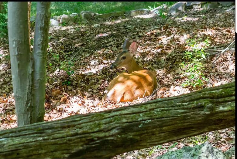 Exquisite Mountain Escape in the Heart of the Shenandoah - McGaheysville, Virginia
