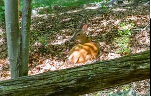 Exquisite Mountain Escape in the Heart of the Shenandoah - McGaheysville, Virginia