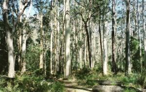 Nature-Infused Luxury in Victoria’s Highlands - Wheatsheaf, Australia