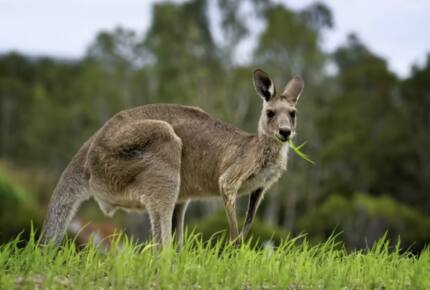 Nature-Infused Luxury in Victoria’s Highlands - Wheatsheaf, Australia