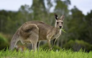Nature-Infused Luxury in Victoria’s Highlands - Wheatsheaf, Australia