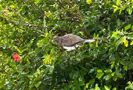 Tranquil Waiheke Getaway - Waiheke Island, New Zealand