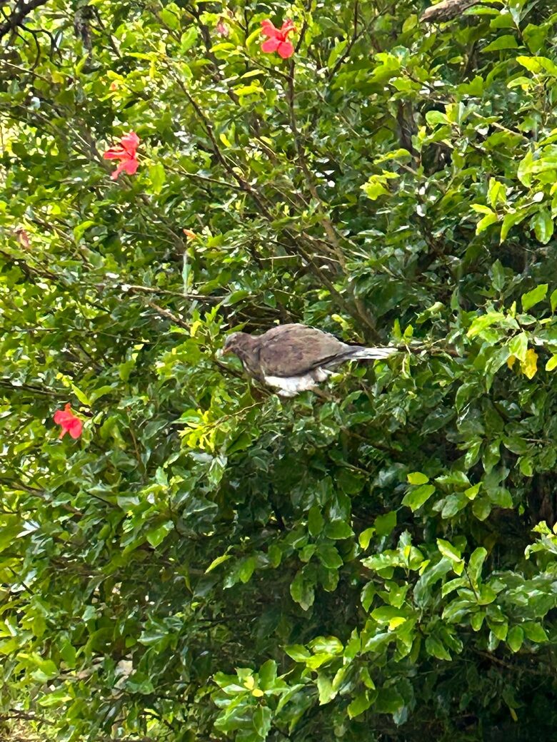 Tranquil Waiheke Getaway - Waiheke Island, New Zealand