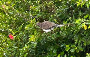Tranquil Waiheke Getaway - Waiheke Island, New Zealand
