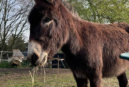 Exquisite 14th-Century Estate Near the Coast - Étables-sur-Mer, France