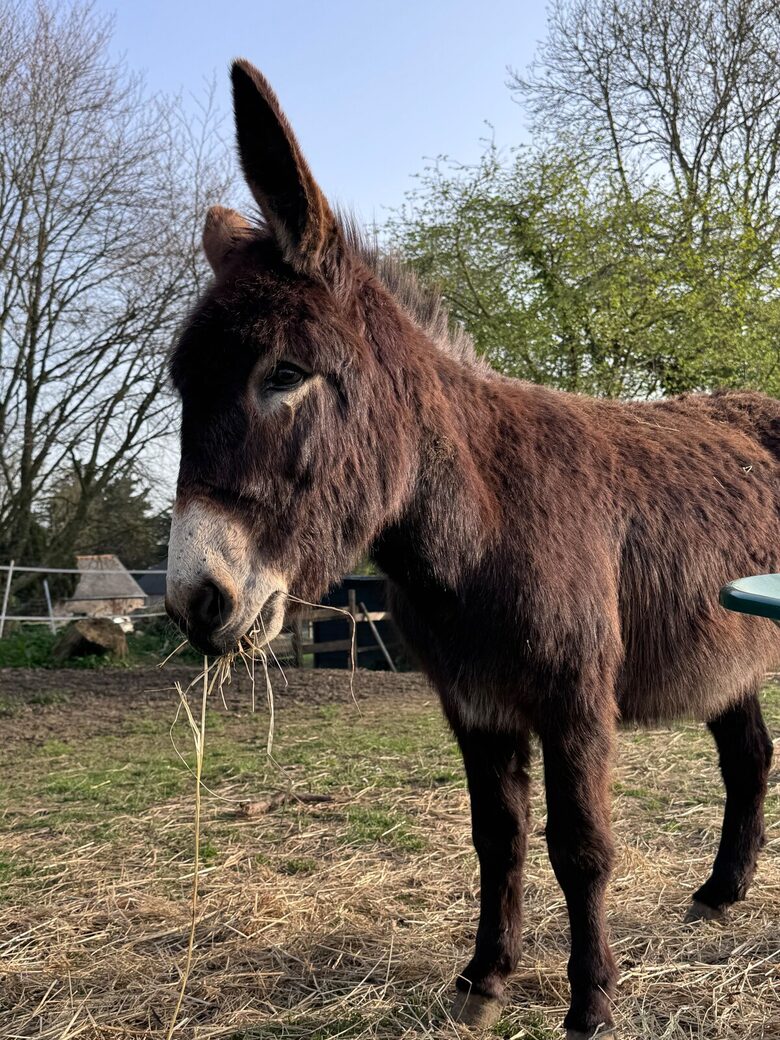 Exquisite 14th-Century Estate Near the Coast - Étables-sur-Mer, France